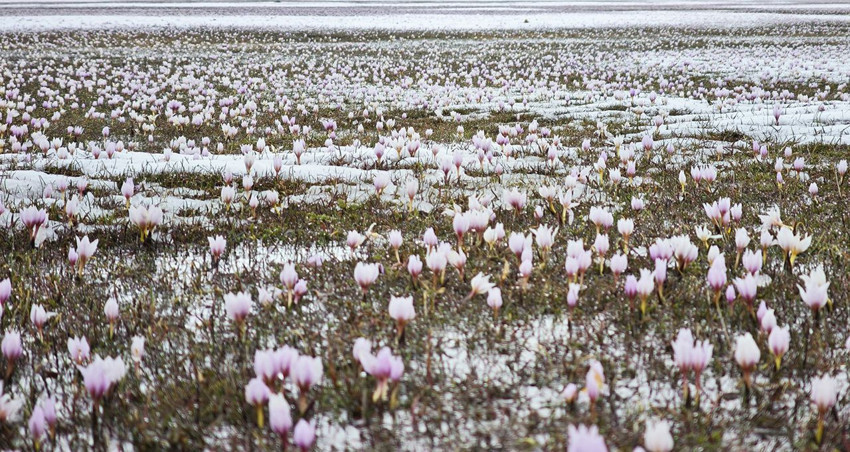 Türkiye'de mevsimlerin dansı gerçek oldu: Yapay zeka değil, Türkiye'nin sihirli doğası... - Resim: 4
