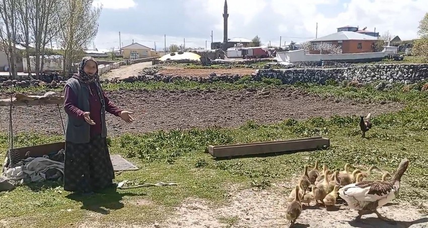 Kars'ın kışı evlerde geçiren en sevimli ve en lezzetli altınları doğaya kavuştu - Resim: 2