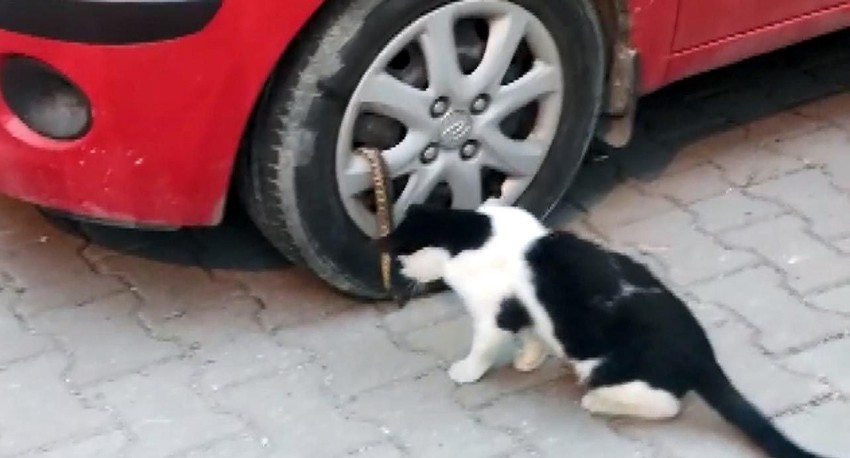 İstanbul'un göbeğinde yılan paniği - Resim: 2