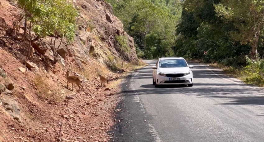 Doğanın en vahşi canlısı iş başında: Bu görüntüler Türkiye'den geldi - Resim: 3