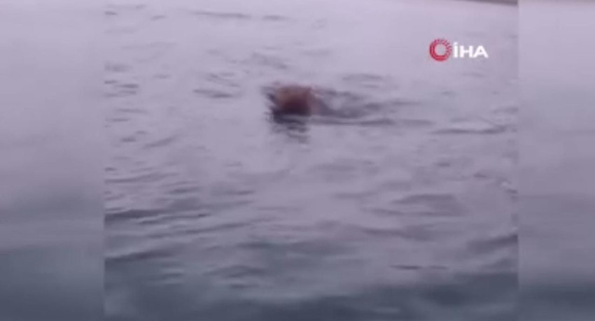 Balık avına gittiler, karşılarına ayı çıktı! - Resim: 1