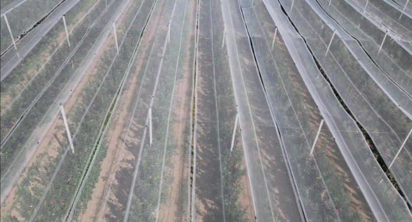 Don vurmuştu, hasat başladı ama ilk ürünler Dubai ve Libya'ya gitti - Resim: 3