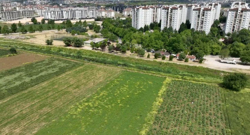 Milyonluk lüks konutların gölgesinde tarım... Türkiye'nin coğrafi işaretli lezzeti burada üretiliyor - Resim: 4