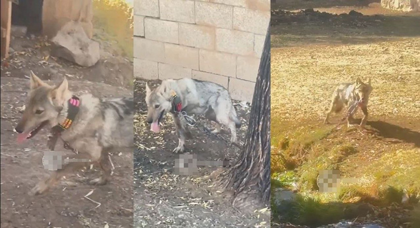 Sosyal medyadaki ''evcil kurt'' rezaletinin perde arkası ortaya çıktı: O kurt kurtarıldı - Resim: 1