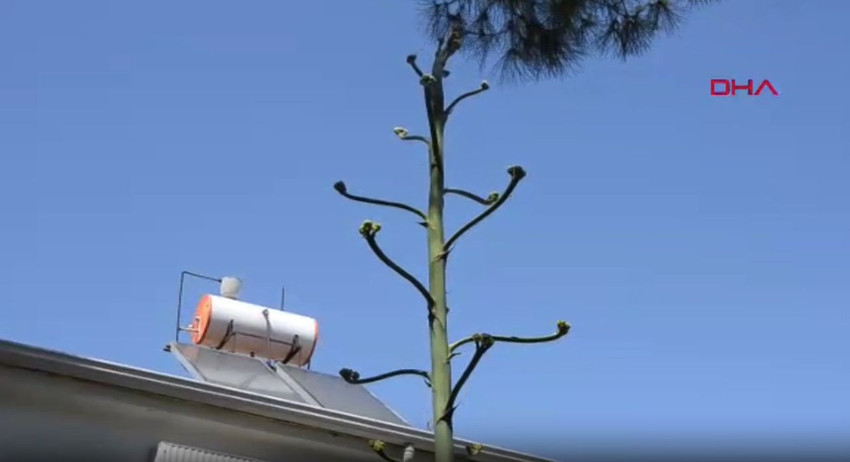 Dünyanın en garip ağacı Türkiye'de bulundu... Özelliğiyle eşi benzeri yok - Resim: 3