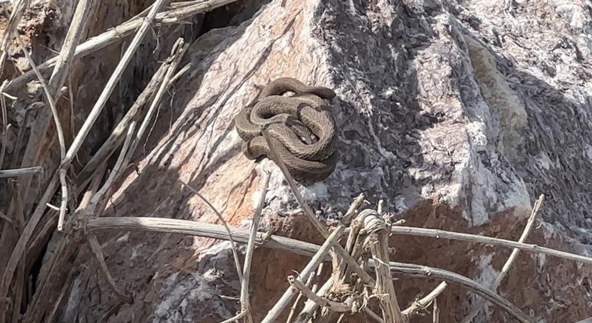 ''Yılan Adası'' değil burası Hakkari! Her taşın altından onlar çıkıyor - Resim: 3