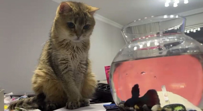 Ankaralı kedi Artas'ın sağlık sorunu ve uygulanan tedavi ''yok artık'' dedirtti! - Resim: 2