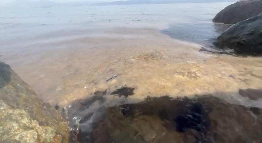 Mide bulandıran iğrençlik Marmara Denizi kıyılarına geri döndü - Resim: 2