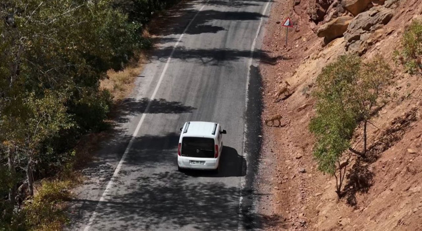 Doğanın en vahşi canlısı iş başında: Bu görüntüler Türkiye'den geldi - Resim: 2