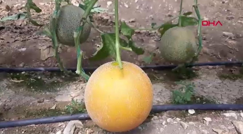 ''Kışın olmaz'' denilen meyveyi yetiştirip, kilosunu 200 liradan satıyor - Resim: 3