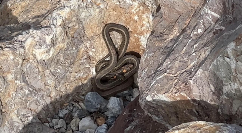 ''Yılan Adası'' değil burası Hakkari! Her taşın altından onlar çıkıyor - Resim: 4