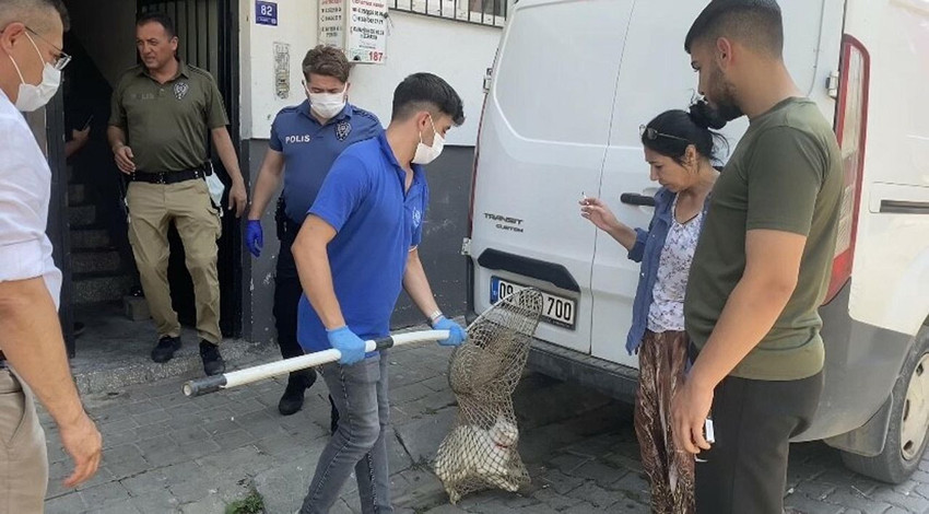 Çöp evden 4 kamyon çöple birlikte çıkanlar kahretti: Kediler, kaplumbağalar... - Resim: 4