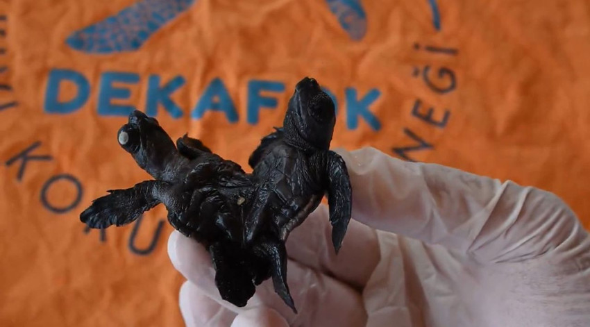 Manavgat'ta bulunan siyam ikizi Caretta caretta yavruları herkesi şaşırttı - Resim: 2