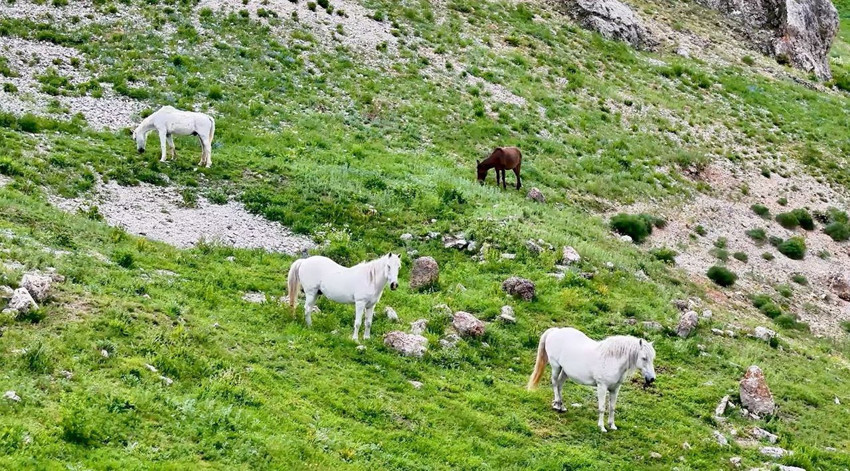 Türkiye'nin masal diyarından eşsiz görüntü: Özgürlüklerine kavuşup kendi sürüleriyle yaşıyorlar - Resim: 4