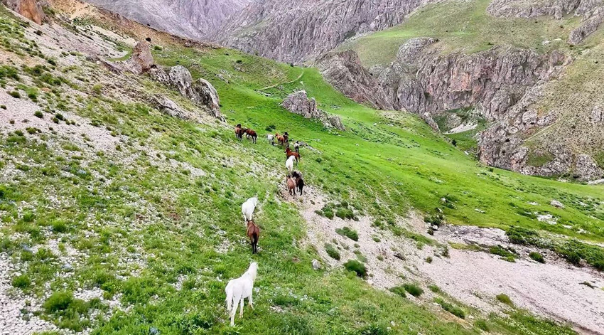 Türkiye'nin masal diyarından eşsiz görüntü: Özgürlüklerine kavuşup kendi sürüleriyle yaşıyorlar - Resim: 1