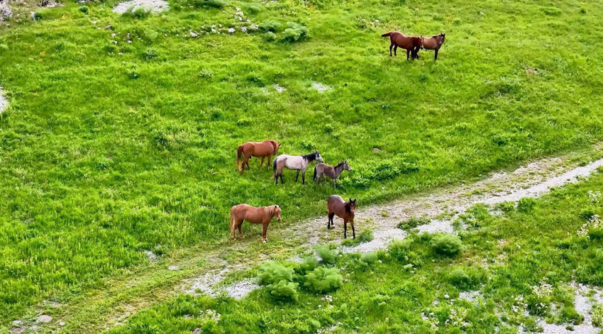 Türkiye'nin masal diyarından eşsiz görüntü: Özgürlüklerine kavuşup kendi sürüleriyle yaşıyorlar - Resim: 2