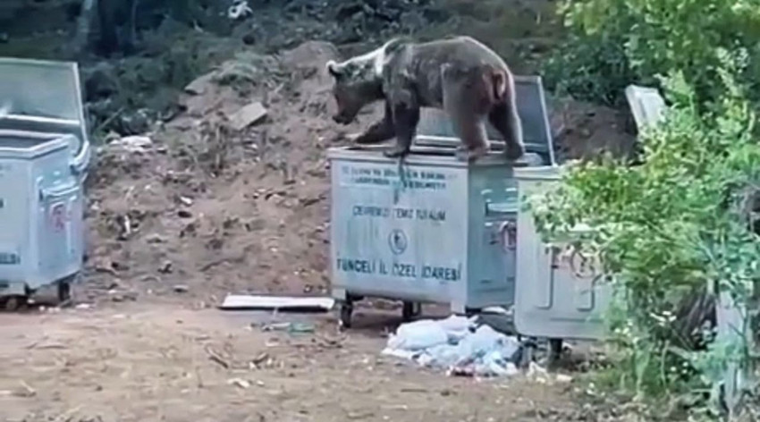 Doğanın en vahşi canlısı iş başında: Bu görüntüler Türkiye'den geldi - Resim: 4
