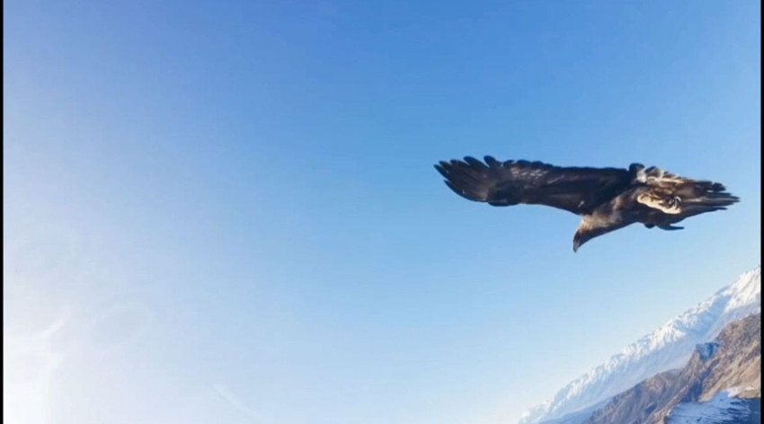 Bu görüntüler Türkiye'den... Dev kartal dronu avladı! Verdiği ''selfie'' pozu herkesi güldürdü - Resim: 3