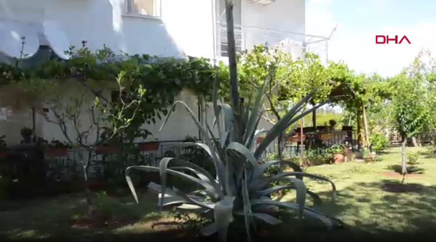 Dünyanın en garip ağacı Türkiye'de bulundu... Özelliğiyle eşi benzeri yok - Resim: 4