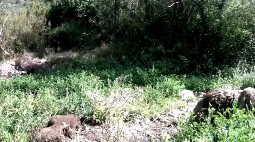 Ormanda yavrularıyla dolaşan ayı, fotokapana böyle saldırdı - Resim: 3