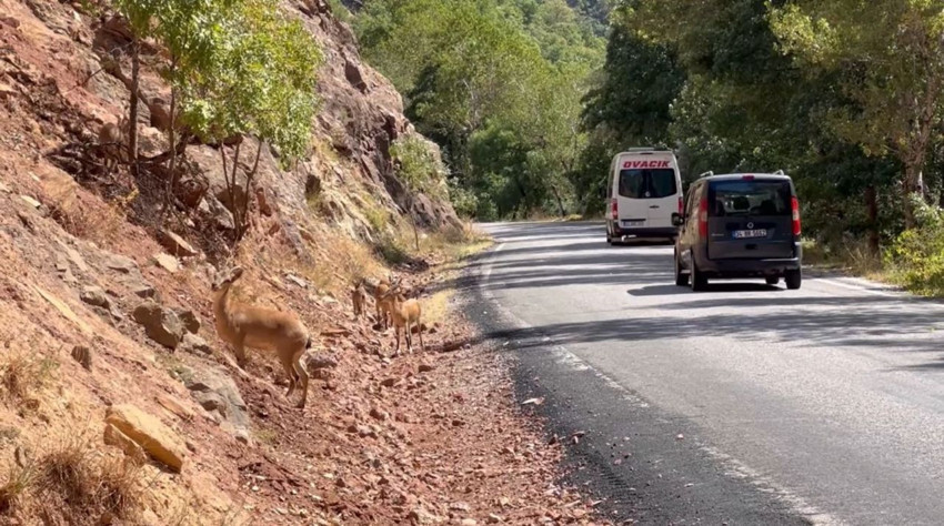 Doğanın en vahşi canlısı iş başında: Bu görüntüler Türkiye'den geldi - Resim: 1