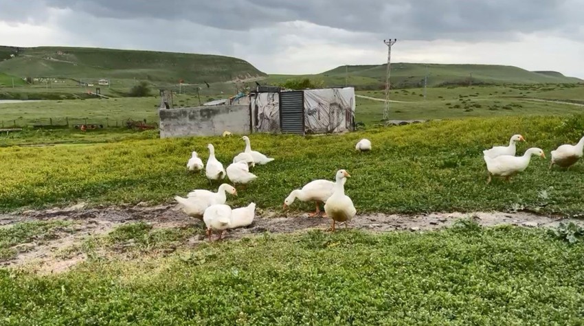 Kars'ın kışı evlerde geçiren en sevimli ve en lezzetli altınları doğaya kavuştu - Resim: 4