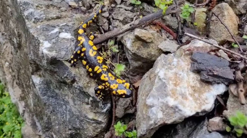 Doğanın en gizemli canlılarından biri olan minik canavar Erzincan'da ortaya çıktı - Resim: 2