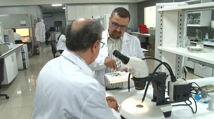Dev çekirge paniği sonrası uzmanından ezber bozan açıklama - Resim: 3