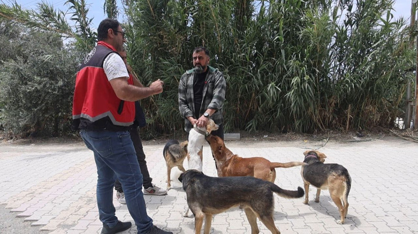 Asrın felaketinde yerle bir olan Hatay'da kuduz alarmı: Karantinalar başladı - Resim: 4