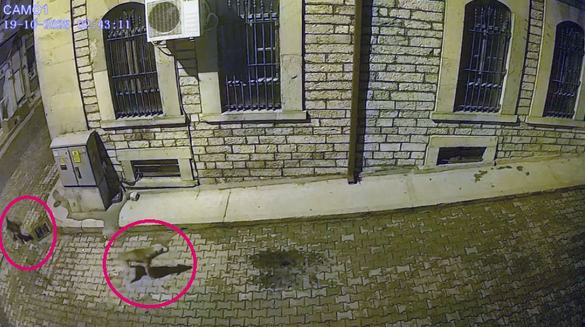 Aç kalan ayılar kış uykusu öncesi mahalleyi bastı - Resim: 4