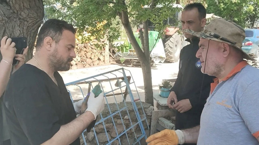 Nesli tükenmekte olan kuş Türkiye'de ortaya çıktı - Resim: 3