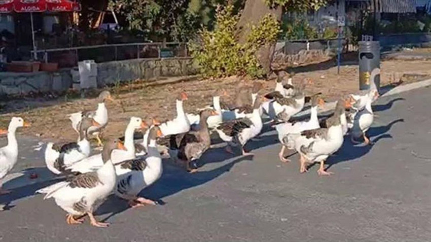 Denizde yüzdükleri için şikayet edilen kazlara kümes hapsi verildi - Resim: 4