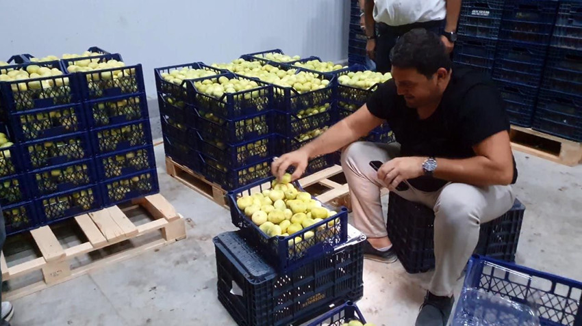 Mersin'in ''beyaz altını'' tanesi 20 TL'den yurt dışına satılıyor - Resim: 3