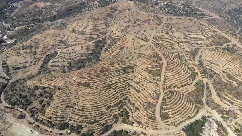 İzmir'de 5 yıl önce yanan orman küllerinden doğdu - Resim: 4