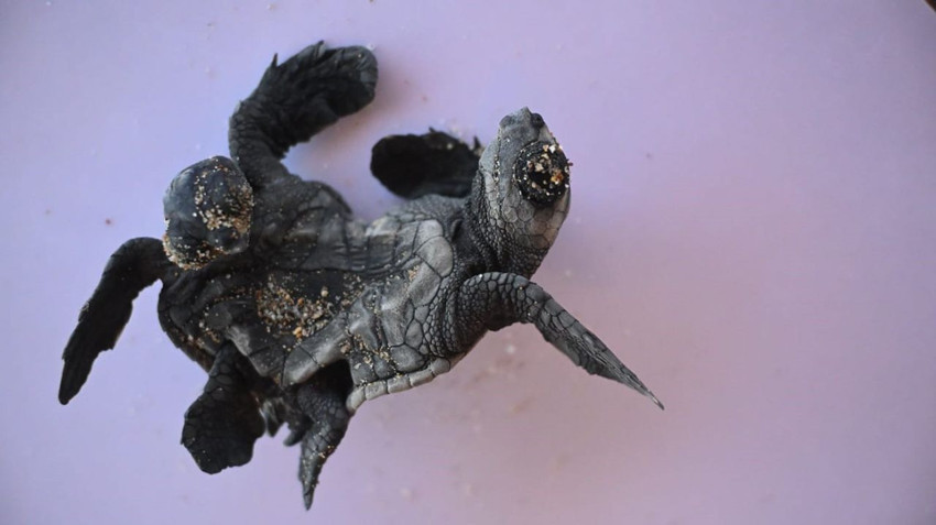 Manavgat'ta bulunan siyam ikizi Caretta caretta yavruları herkesi şaşırttı - Resim: 1