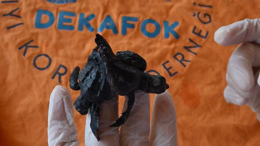 Manavgat'ta bulunan siyam ikizi Caretta caretta yavruları herkesi şaşırttı - Resim: 3