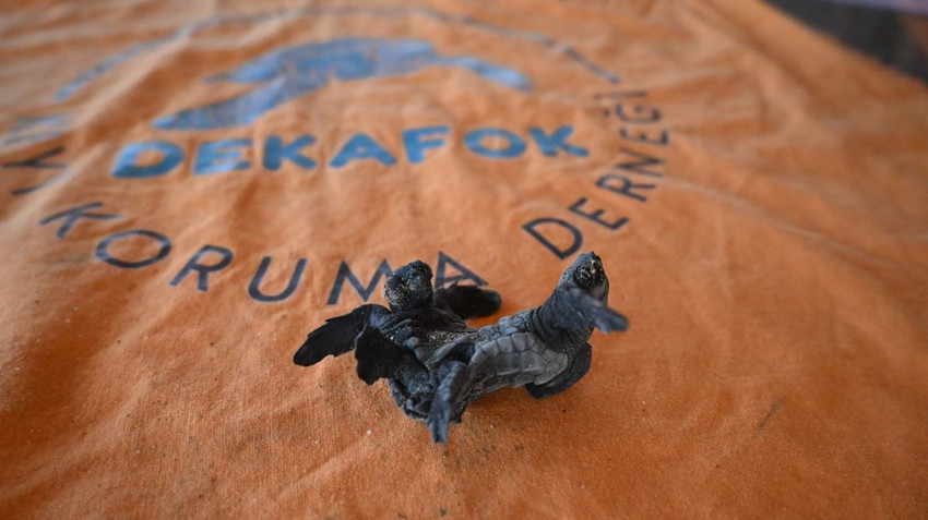 Manavgat'ta bulunan siyam ikizi Caretta caretta yavruları herkesi şaşırttı - Resim: 4