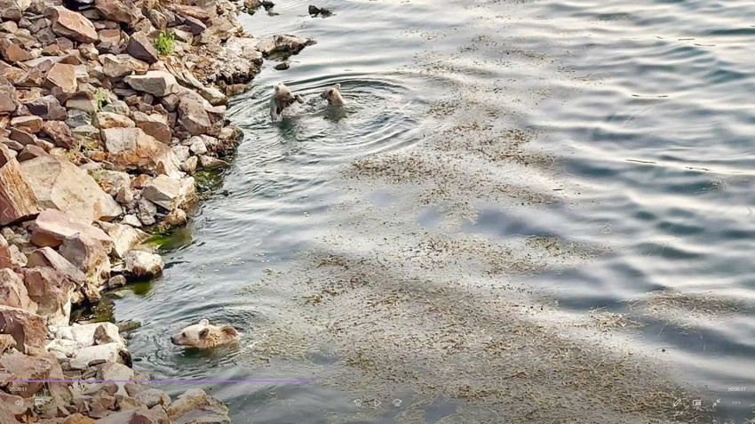 Bozayı ailesinin Nemrut Krater Gölü’ndeki göl keyfi kamerada - Resim: 2