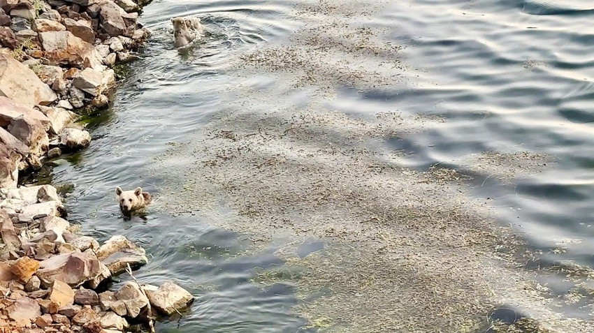 Bozayı ailesinin Nemrut Krater Gölü’ndeki göl keyfi kamerada - Resim: 3
