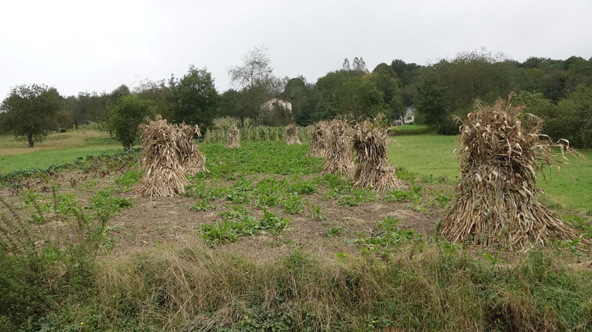 Türkiye'nin yeni sağlık sorunu nemin içinden çıktı... Adı çiftçi akciğeri - Resim: 1
