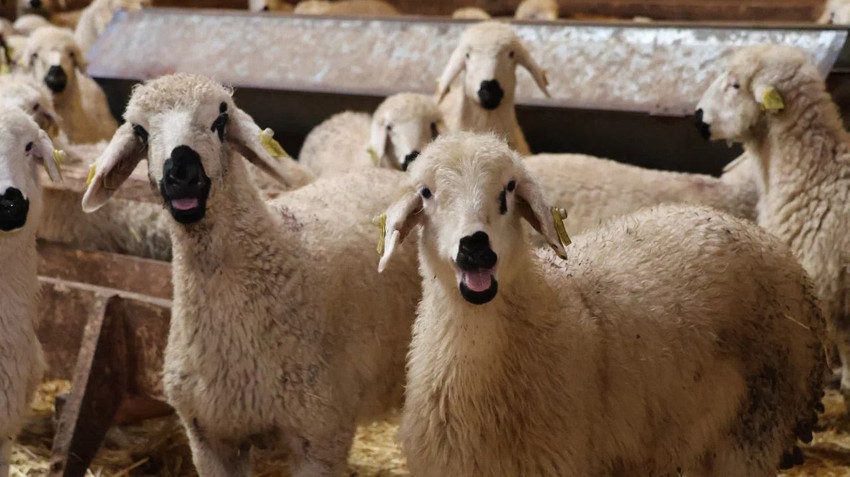 Genç girişimci devlet desteği ile çıktığı yolda kendi işinin patronu oldu - Resim: 2