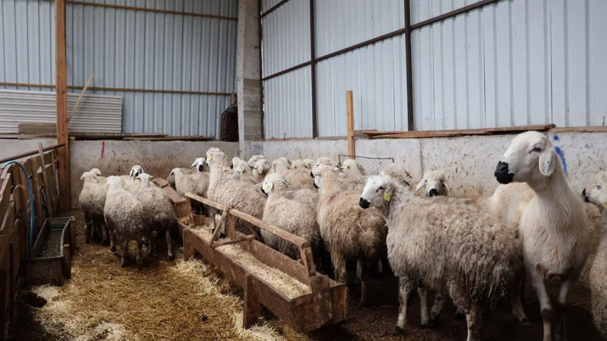 Genç girişimci devlet desteği ile çıktığı yolda kendi işinin patronu oldu - Resim: 3