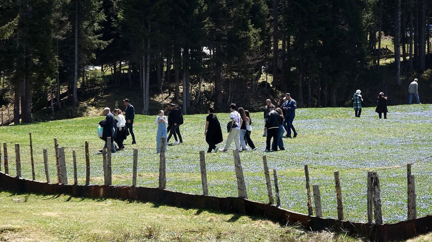 Karadeniz'in mor mucizesi geri döndü... Sadece 3 hafta sürüyor, tüm dünyadan turist akını yaşanıyor! - Resim: 3