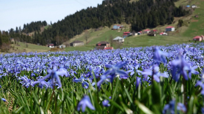 Karadeniz'in yemyeşil zirvesi masmavi oldu... Mavi yıldızlar görenleri büyüledi - Resim: 4