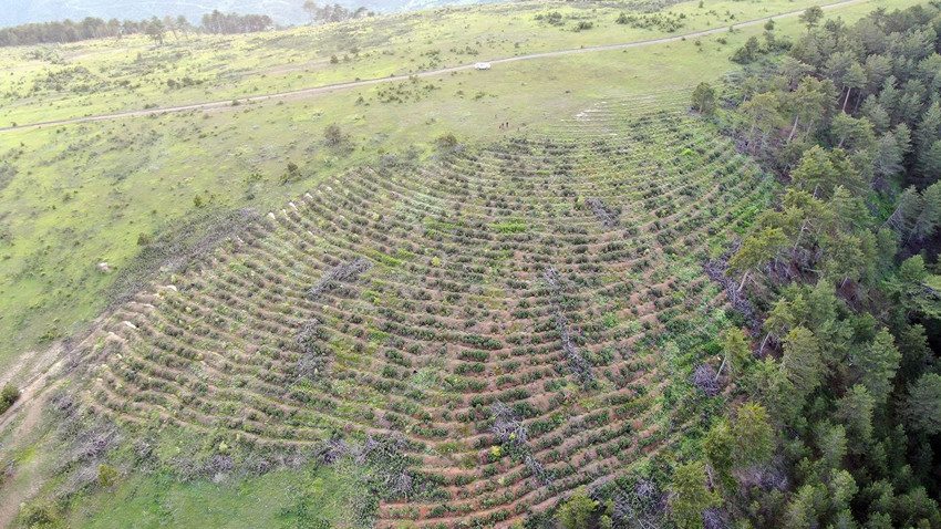 Küle dönen ormanlık alanın yıllar sonraki hali ortaya çıktı - Resim: 3