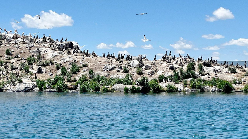 Türkiye'nin en soğuk noktasıydı, kuş cennetine döndü - Resim: 4