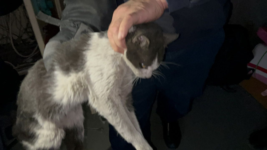 Trafoda ''kedi'' operasyonu: Minik kedi 3 işçiyi hastanelik etti - Resim: 2