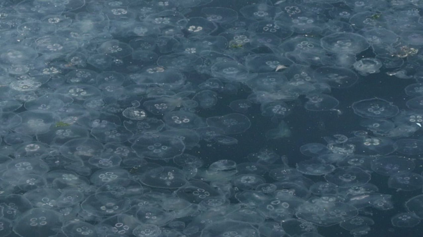 İstanbul'da deniz kenarında mide bulandıran istila kamerada - Resim: 3