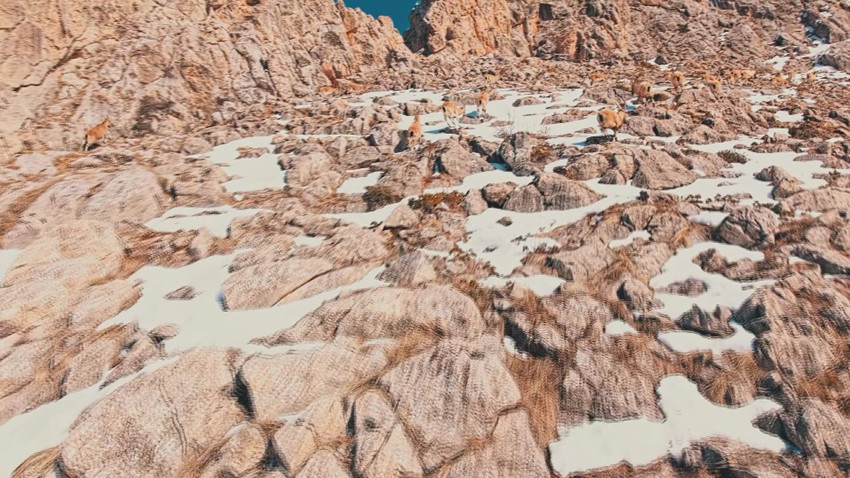 Türkiye'nin en gizemli canlılarının zirvedeki yolculuğu kamerada - Resim: 2