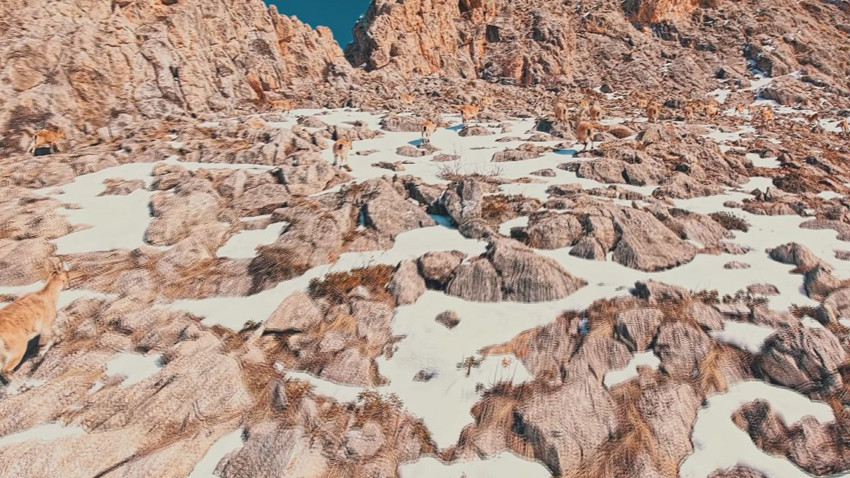 Türkiye'nin en gizemli canlılarının zirvedeki yolculuğu kamerada - Resim: 3